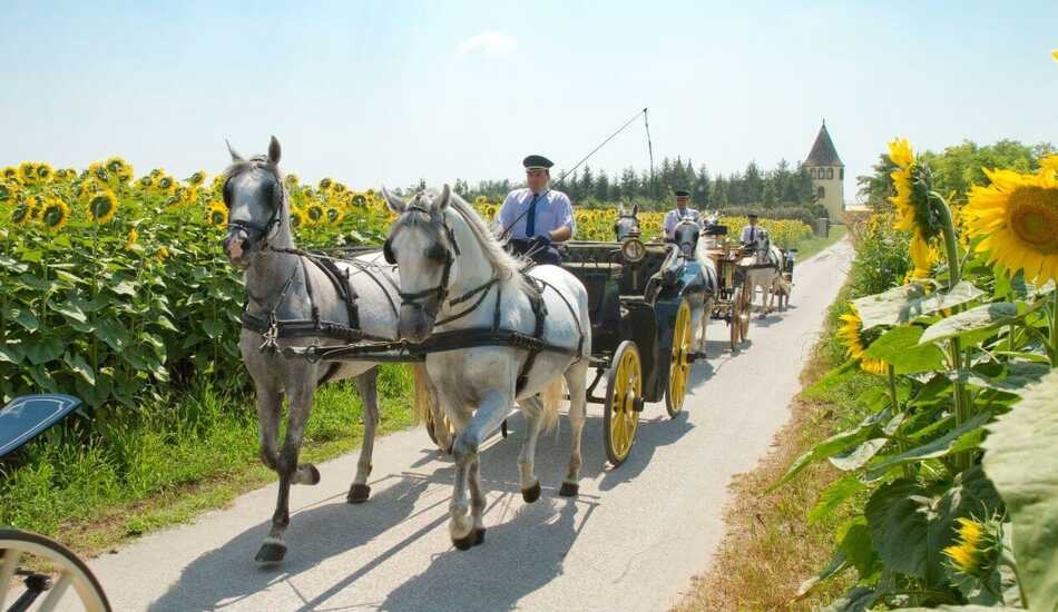 2023/08/images/tour_1354/ergela-kelebija5.jpg